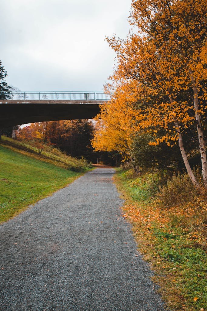 An Empty Pathway Beside Autumn Trees