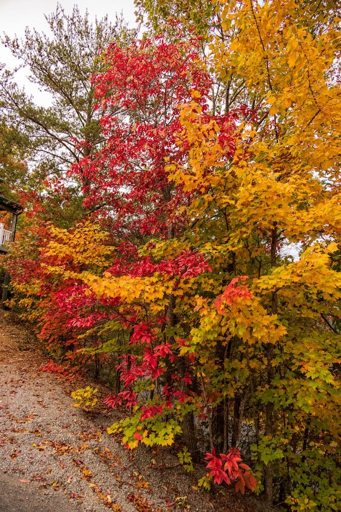 Best Mountain Biking Flow Trails