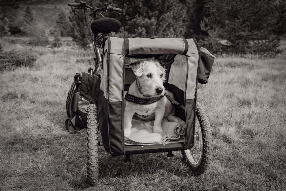 pexels-photo-15087352-15087352-1 A black and white image of a dog sitting in a bicycle trailer outdoors, surrounded by grass and trees.