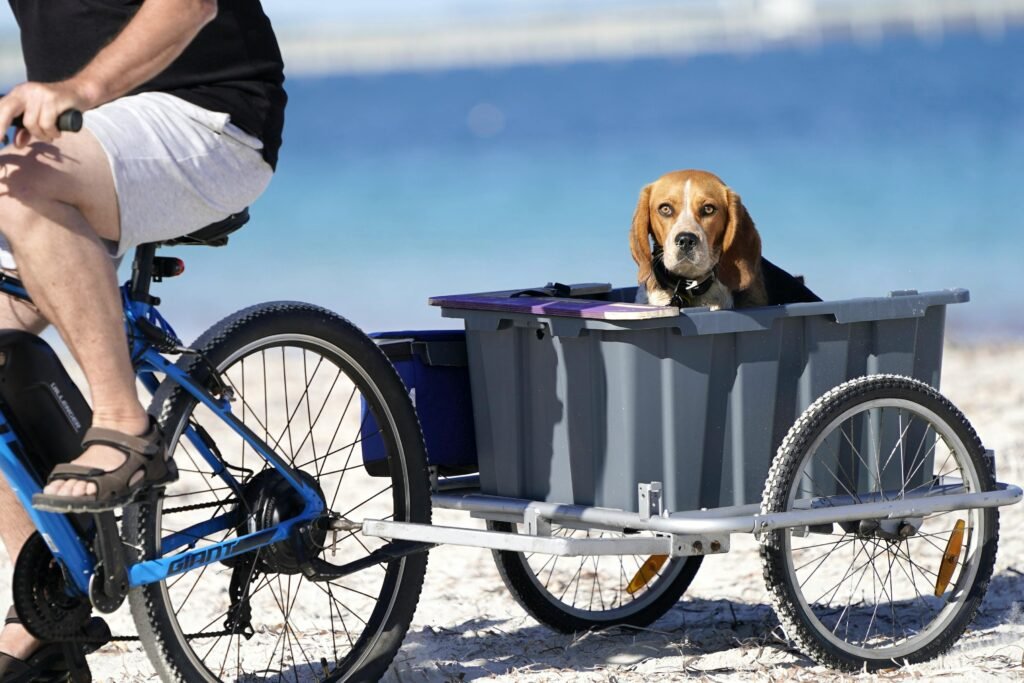 pexels-photo-18138691-18138691 A beagle sitting in a bicycle trailer on a beach, enjoying a sunny day by the sea.